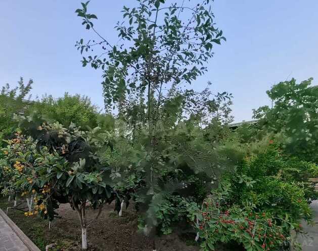 5 otaqlı həyət evi/bağ evi - Şüvəlan q. - 600 m² (3)