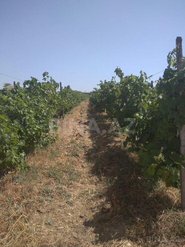 Satılır  torpaq 60 sot, Məmmədli q., photo 3 from 7