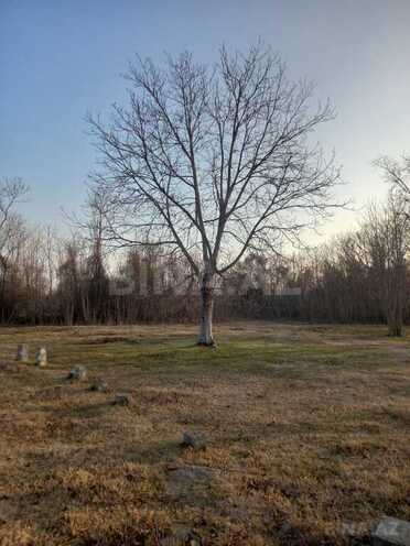 Satılır  torpaq 150 sot, photo 8 from 21