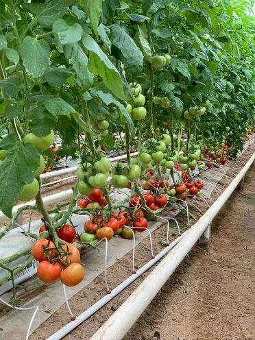 Продаётся  объект 74 000 м², пос. Зире, photo 4 from 5