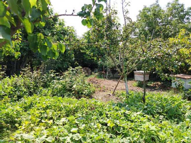 5 otaqlı həyət evi/bağ evi - Xudat - 120 m² (11)