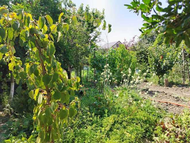 5 otaqlı həyət evi/bağ evi - Xudat - 120 m² (13)