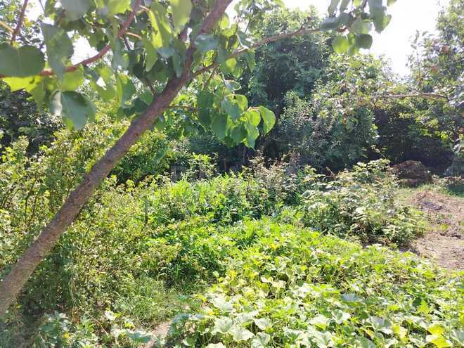 5 otaqlı həyət evi/bağ evi - Xudat - 120 m² (12)