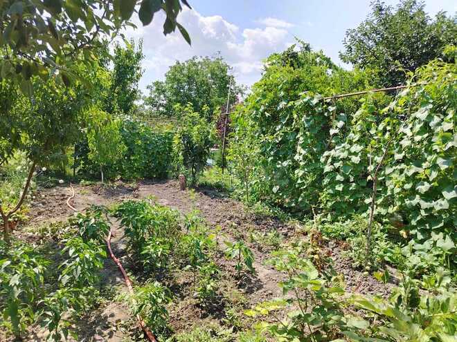 5 otaqlı həyət evi/bağ evi - Xudat - 120 m² (10)