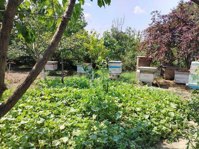5 otaqlı həyət evi/bağ evi - Xudat - 120 m² (8)