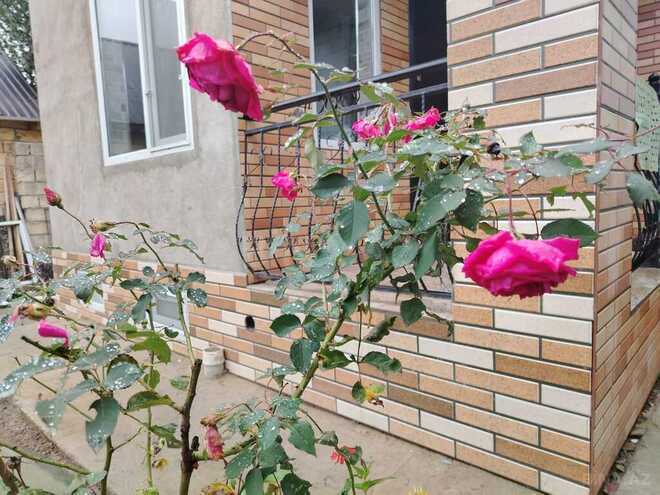 5 otaqlı həyət evi/bağ evi - Xudat - 120 m² (21)