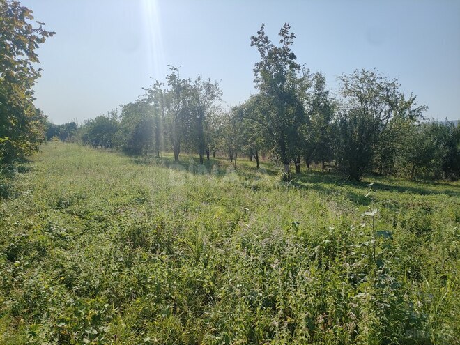 Torpaq - Qəbələ - 36 sot (1)