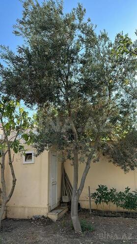 5 otaqlı həyət evi/bağ evi - Səbail r. - 333 m² (5)