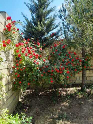 4 otaqlı həyət evi/bağ evi - Fatmayı q. - 220 m² (29)