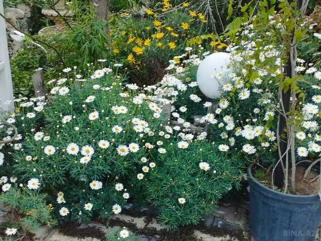 Продаётся 5-комн. дом/дача 300 м², пос. Мардакан, photo 16 from 21