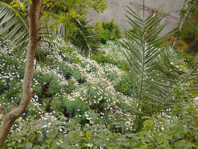 Продаётся 5-комн. дом/дача 300 м², пос. Мардакан, photo 20 from 21