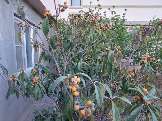 4 otaqlı həyət evi/bağ evi - Mərdəkan q. - 100 m² (23)
