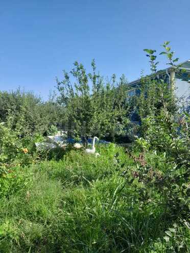 4 otaqlı həyət evi/bağ evi - İsmayıllı - 80 m² (7)