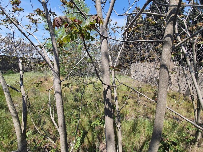 Продаётся  участок 7 сот, м. Гянджлик, photo 6 from 11