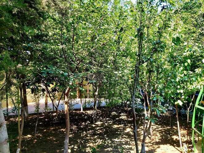 7 otaqlı həyət evi/bağ evi - Həzi Aslanov m. - 765 m² (15)