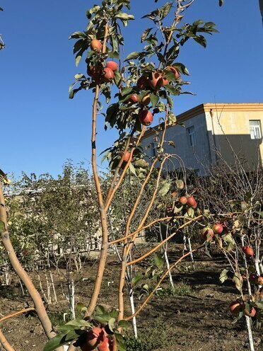 8 otaqlı həyət evi/bağ evi - Nardaran q. - 865 m² (26)