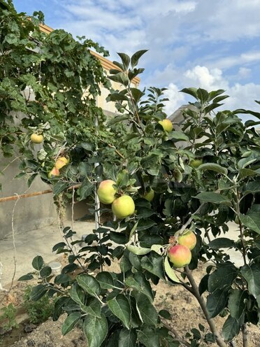 8 otaqlı həyət evi/bağ evi - Nardaran q. - 865 m² (11)