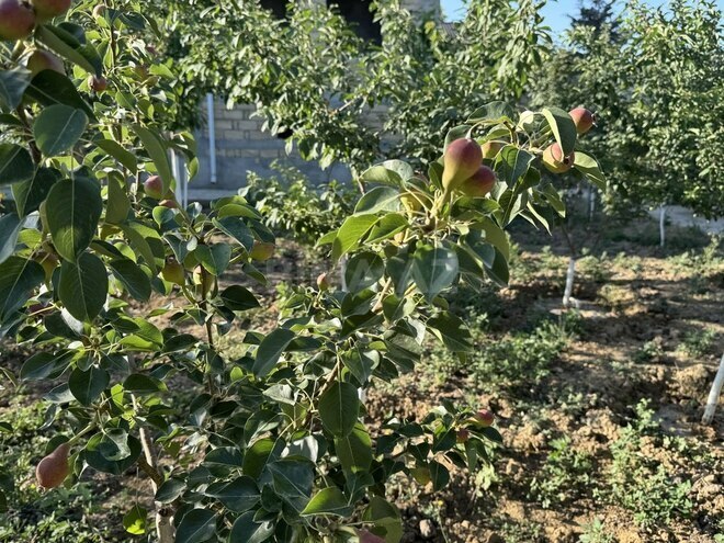 8 otaqlı həyət evi/bağ evi - Nardaran q. - 865 m² (19)