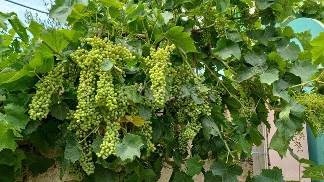 Продаётся 3-комн. дом/дача 104 м², пос. Рамана, photo 19 from 32