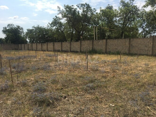 Torpaq - Şamaxı - 19 sot (1)