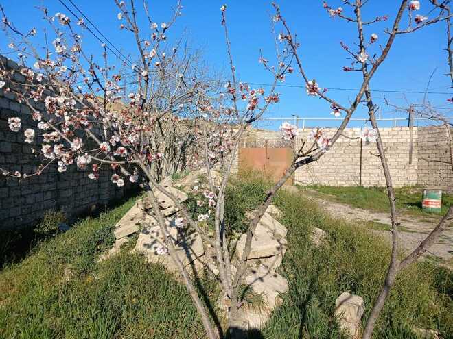 4 otaqlı həyət evi/bağ evi - Nardaran q. - 167 m² (19)