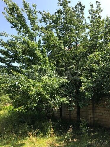 6 otaqlı həyət evi/bağ evi - Lənkəran - 350 m² (9)