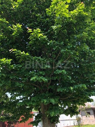 6 otaqlı həyət evi/bağ evi - Lənkəran - 350 m² (7)