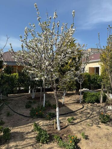 4 otaqlı həyət evi/bağ evi - Buzovna q. - 143 m² (5)