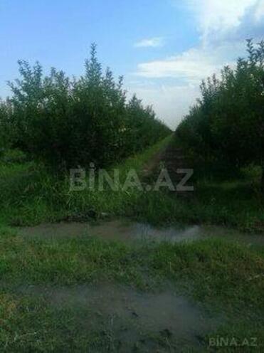 Участок - Губа - 25000 сот (2)