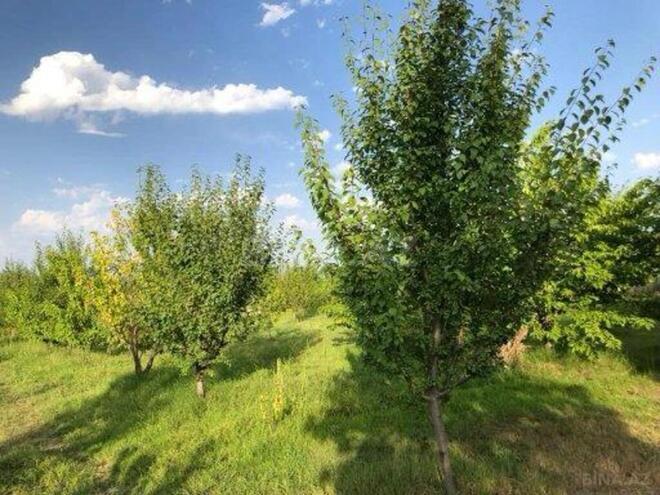 Участок - Губа - 25000 сот (1)