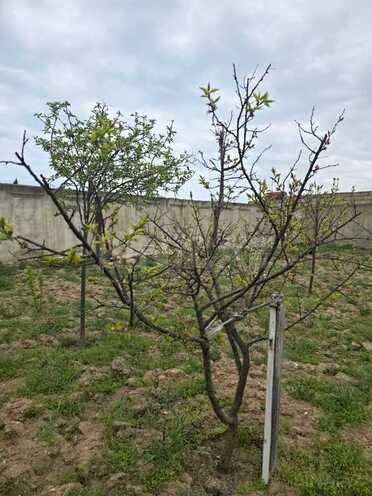 5 otaqlı həyət evi/bağ evi - Novxanı q. - 120 m² (23)