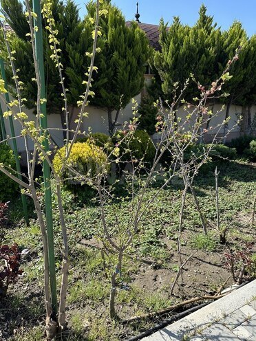 5 otaqlı həyət evi/bağ evi - Bilgəh q. - 220 m² (14)