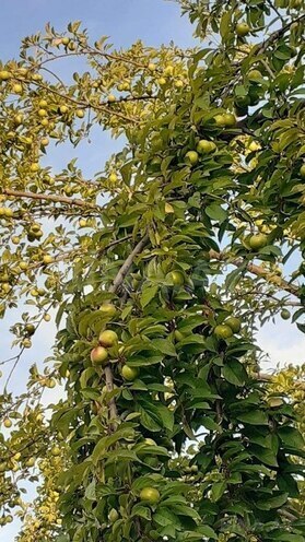 Участок - Исмаиллы - 50 сот (21)