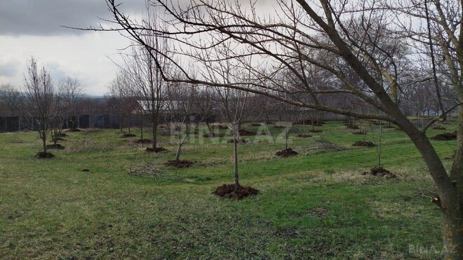 Участок - Исмаиллы - 50 сот (16)
