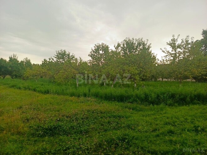 Участок - Исмаиллы - 50 сот (7)