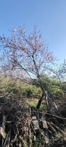 Həyət evi/Bağ evi - Qəbələ - 250 m² (6)