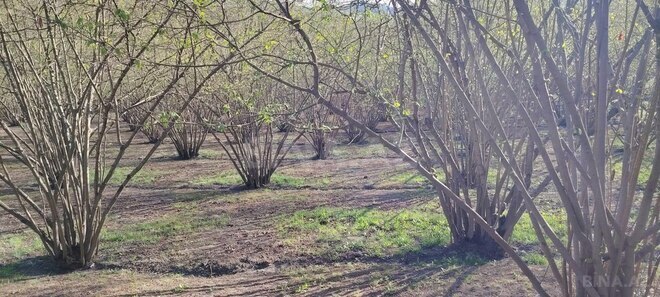 Həyət evi/Bağ evi - Qəbələ - 250 m² (13)