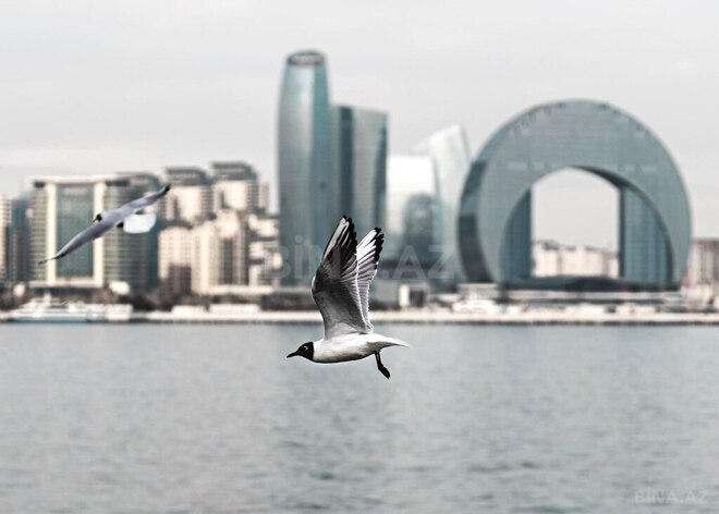 3 otaqlı yeni tikili - Səbail r. - 171 m² (26)