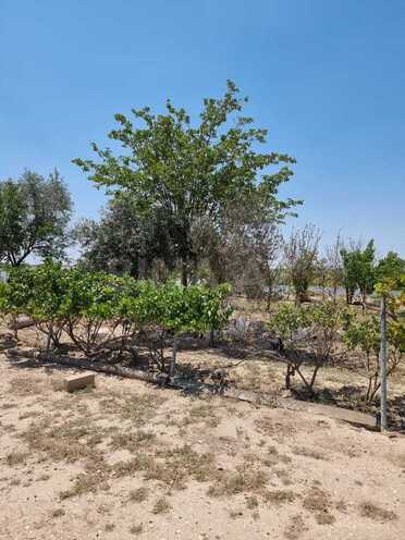 Obyekt - Salyan - 800000 m² (12)