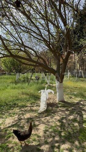 5 otaqlı həyət evi/bağ evi - Badamdar q. - 400 m² (22)
