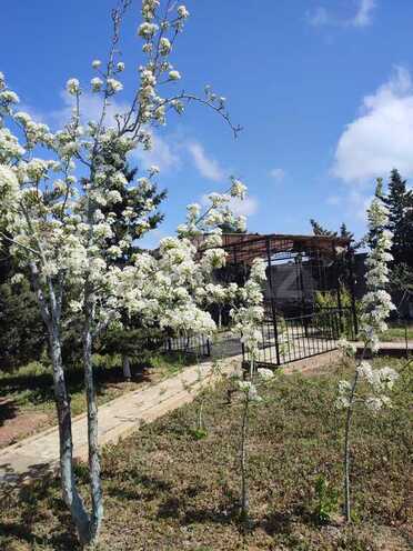 3 otaqlı həyət evi/bağ evi - Albalılıq q. - 100 m² (21)