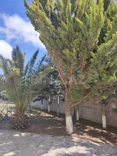 3 otaqlı həyət evi/bağ evi - Albalılıq q. - 100 m² (23)