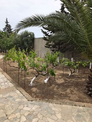 3 otaqlı həyət evi/bağ evi - Albalılıq q. - 100 m² (26)