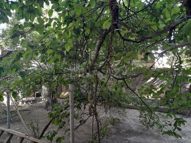 6 otaqlı həyət evi/bağ evi - M.Ə.Rəsulzadə q. - 240 m² (5)
