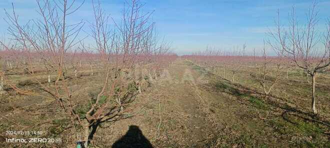 Satılır  torpaq 2 300 sot, Xaçmaz r., photo 11 from 31