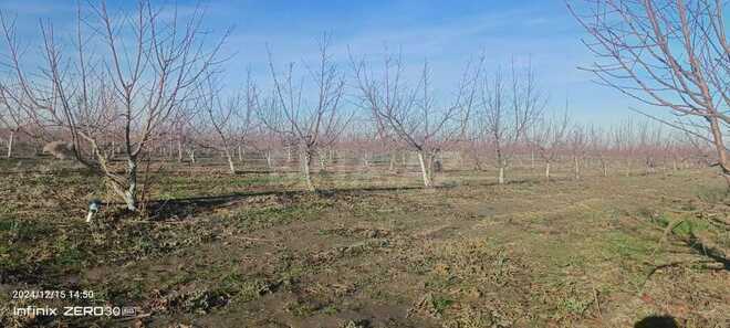 Satılır  torpaq 2 300 sot, Xaçmaz r., photo 4 from 31