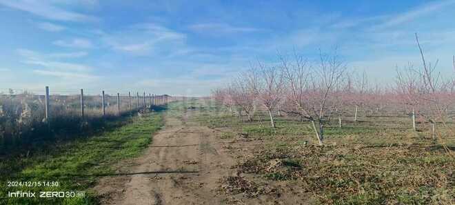 Satılır  torpaq 2 300 sot, Xaçmaz r., photo 25 from 31