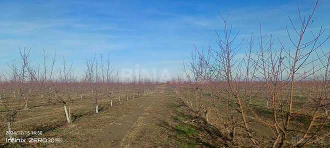 Satılır  torpaq 2 300 sot, Xaçmaz r., photo 3 from 31