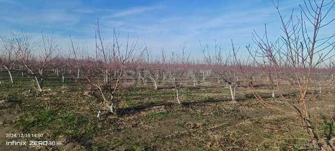 Satılır  torpaq 2 300 sot, Xaçmaz r., photo 7 from 31