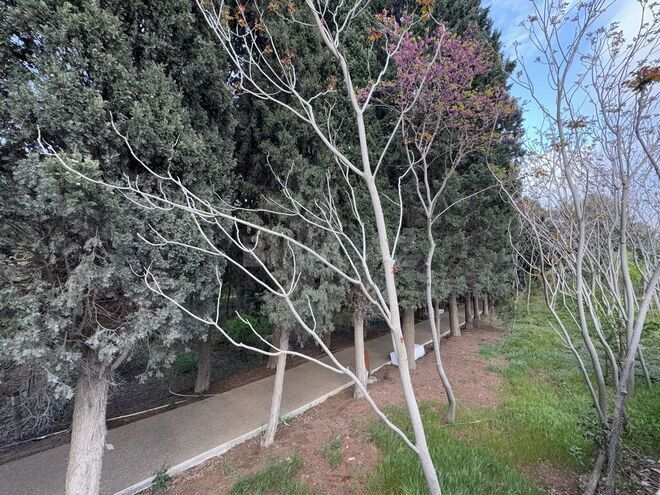 Продаётся  участок 12.2 сот, пос. Бадамдар, photo 11 from 21